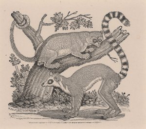 To Lemurer, fra "General History of Quadrupeds" af Thomas Bewick
