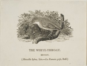 Hvid hals (fugl) af Thomas Bewick