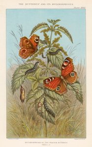 Metamorfoser af påfuglesommerfuglen, 1888