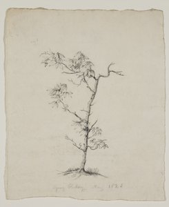 Ung hickory af Thomas Cole