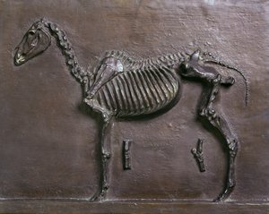 Skelet af hest af Thomas Cowperthwait Eakins