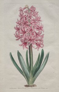 Det botaniske magasin eller blomsterhave vist: Havehyacint af Thomas Curtis