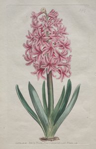 Det botaniske magasin eller blomsterhave vist: Havehyacint, 1806. af Thomas Curtis