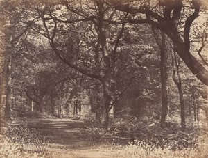 Træscene, Norton, Cheshire, 1856.
