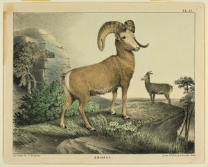 Argali af Thomas Doughty