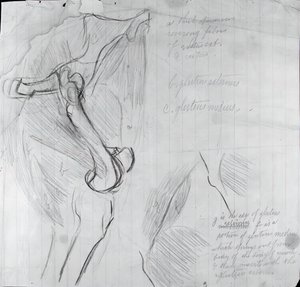 Anatomisk tegning, ca. 1878. af Thomas Eakins