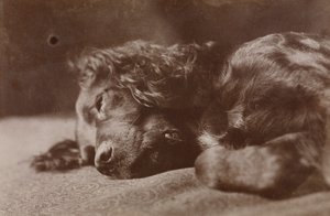 Boyce, portræt af en setterhund af Thomas Eakins