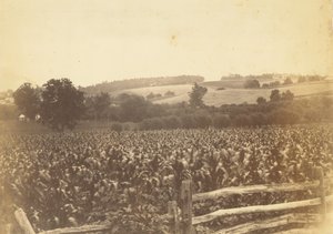 [Cornfield, Avondale, PA] af Thomas Eakins