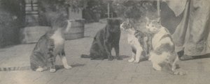 Fire katte, ca. 1895. af Thomas Eakins