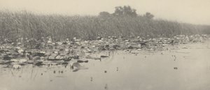Vandliljer,1886 (foto)
