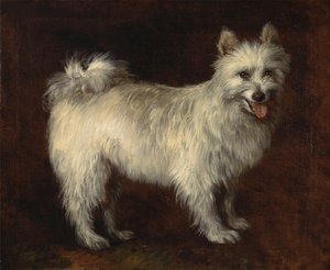 Spitz Dog,A Dog, ca. 1765. af Thomas Gainsborough