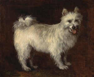 Spidshund