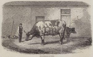 Den australske Ox Tooran af Thomas Harrington Wilson