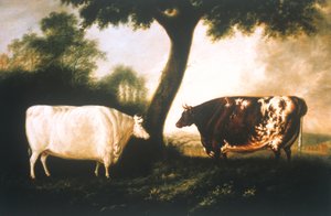 To Shorthorn Kvæg af Thomas Harrington Wilson