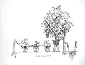 Layering vinstokke, fra Thomas Mawsons 