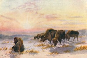 Bøffelfodring om vinteren (farvelitografi) af Thomas Mower Martin