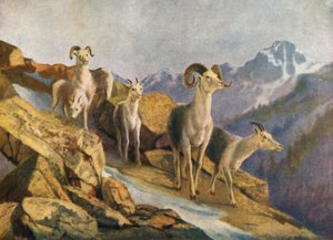 Får på vej ned til foderet (farvelitografi) af Thomas Mower Martin