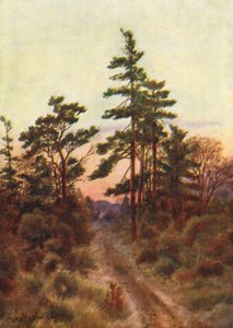 Vej nær Victoria, aften (farvelitografi) af Thomas Mower Martin