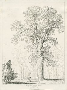 Blithfield - King Oak: pen- og blæktegning af Thomas Peploe Wood