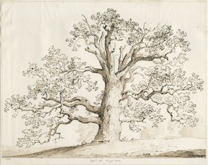 Blithfield - Squich Oak: pen og vask, 1837