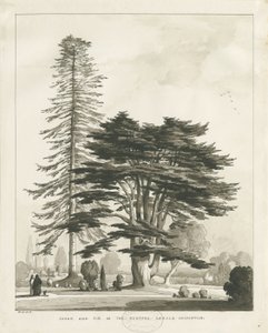 Haughton Rectory: sepia vask tegning