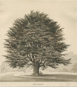 Ingestre - Cedertræ: sepia tegning, nd [?1838]