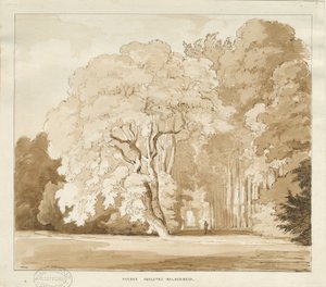 Ingestre - en undersøgelse af træer: sepia tegning, nd [?1838] (tegning) af Thomas Peploe Wood