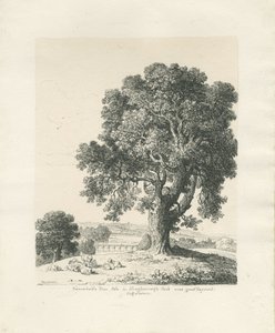 Shugborough Park - Ash Tree: pen- og blæktegning af Thomas Peploe Wood