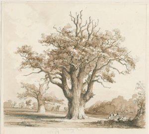 Teddesley Hall - Oak Trees: blyant- og vasketegning, nd [nov. 1842] af Thomas Peploe Wood