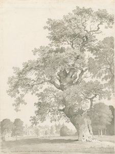 Tixall - Oak Tree: pen og vask tegning af Thomas Peploe Wood