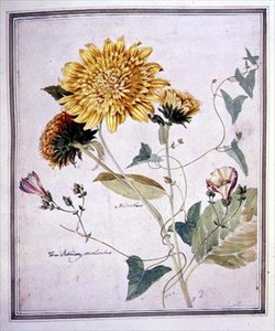Helianthus og Convolvulus (akvarel på papir)