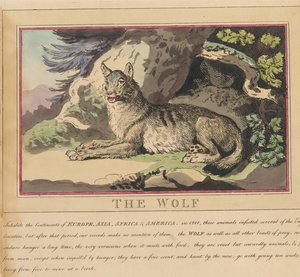 Sæt med otte billeder med titelblad. »Udenlandske og indenlandske dyr.« 5. Ulven af Thomas Rowlandson