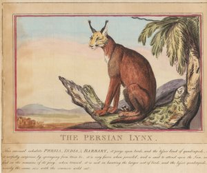 Sæt med otte billeder med titelblad. »Udenlandske og indenlandske dyr.«  7.  Den persiske los af Thomas Rowlandson