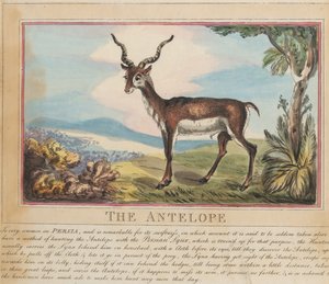 Sæt med otte billeder med titelblad. »Udenlandske og indenlandske dyr.« 8. Antilopen af Thomas Rowlandson