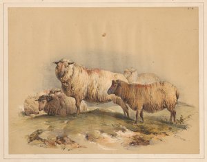 Får, nr. 18 af Thomas Sidney Cooper