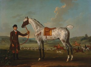 Scipio, en plettet jæger, ejet af oberst Roche