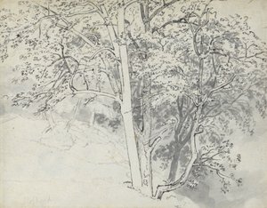 Undersøgelse af træer af Thomas Stothard