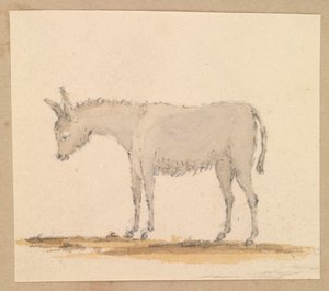 Studie af et æsel, ca. 1820 (pen og blæk, lakering, akvarel) af Thomas Streatfeild