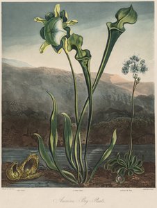 Floraens tempel: Amerikanske moseplanter af Thomas Sutherland
