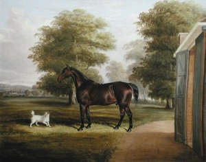 En Bay Horse med en Terrier af Thomas W. Bretland