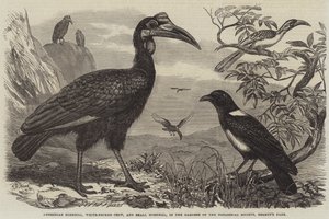 Abessinisk næsehornsfugl, hvidhalset krage og lille næsehornsfugl, i Zoologisk Selskabs haver, Regent