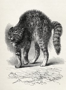Kat skræmt af en hund, fra Charles Darwins 