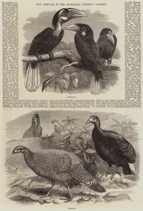 Nye Ankomster til Zoologisk Selskabs Haver af Thomas W. Wood