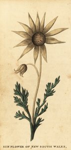 Flanellblomst, Actinotus helianthi. ,1800 (gravering)
