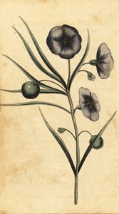 Kartoffel-æbleblomst i New South Wales, Australien. ,1800 (gravering)