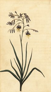 Klippeblomst i New South Wales, Australien. ,1800 (gravering)