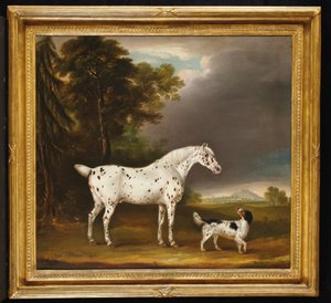 Appaloosa Horse and spaniel, 1807dani