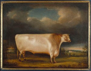 Komet, en let brølende korthornet tyr i et landskab, 1811