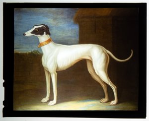 En yndet greyhound af Thomas of Pall Mall Butler