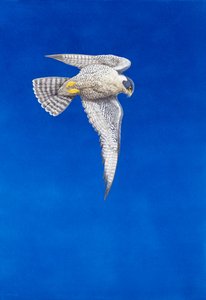 Vandrefalke ( akvarel og gouache på papir )